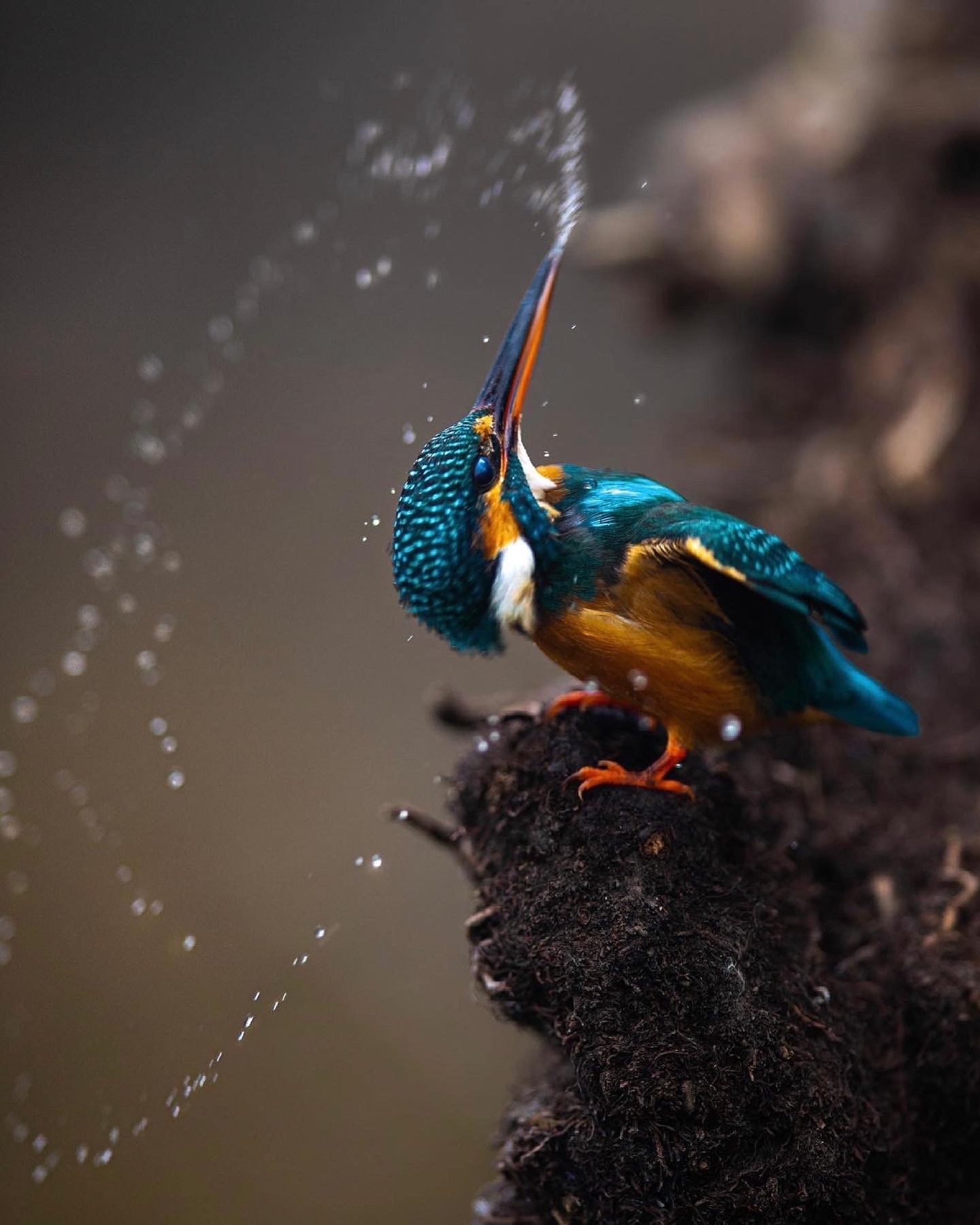 Natural and cute Animal Image Maasranga Bird