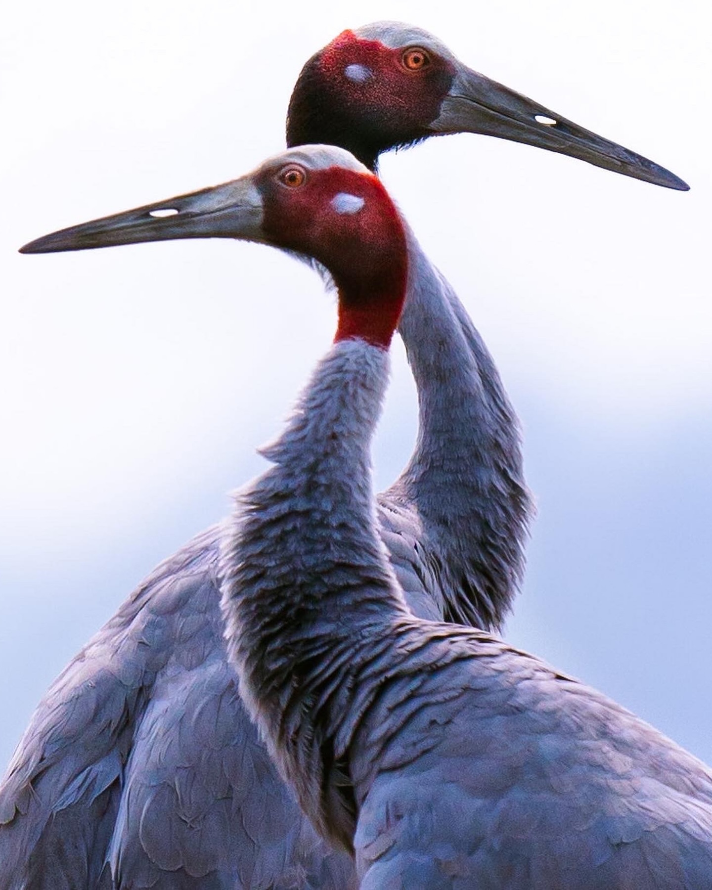 Natural and cute Bird