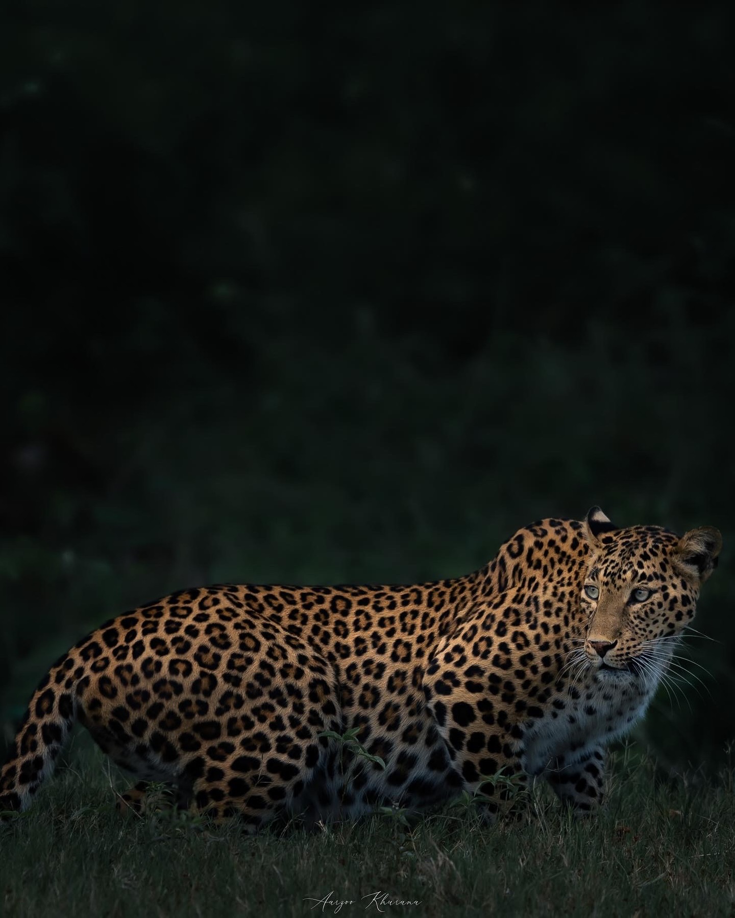 Natural Animal Panther Image