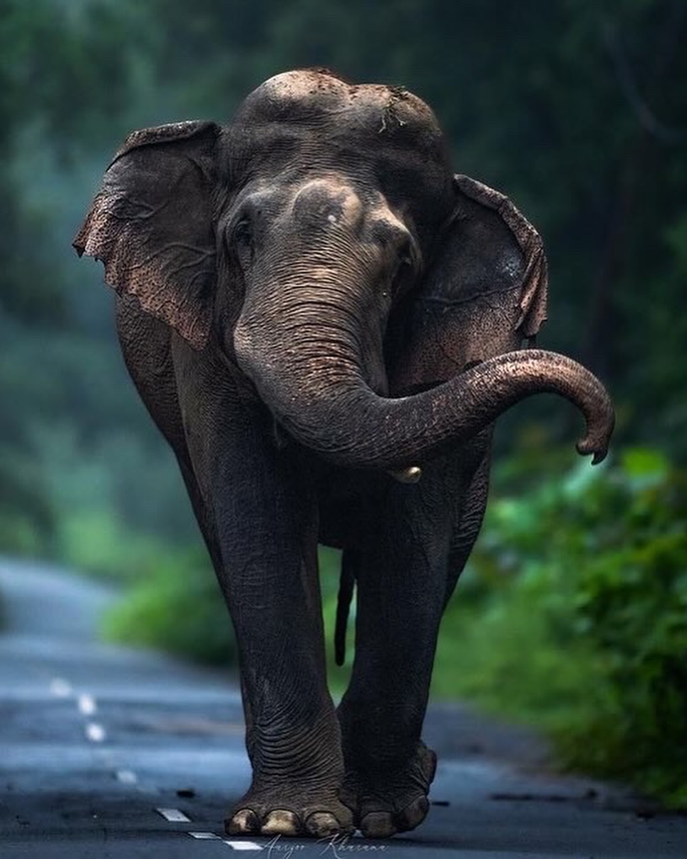 Natural Elephant Animal Image Collection
