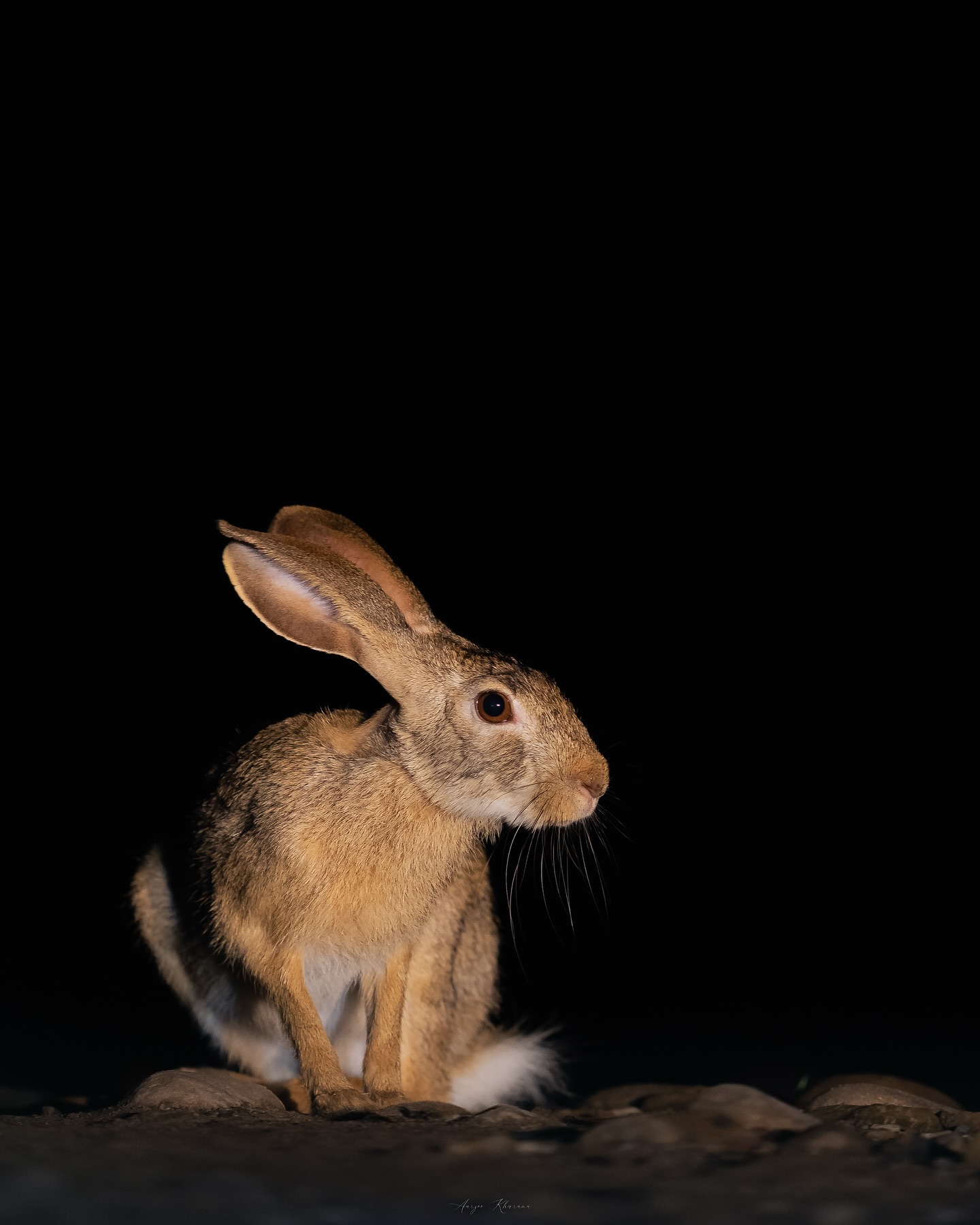 Rabbit Animal Image Collection