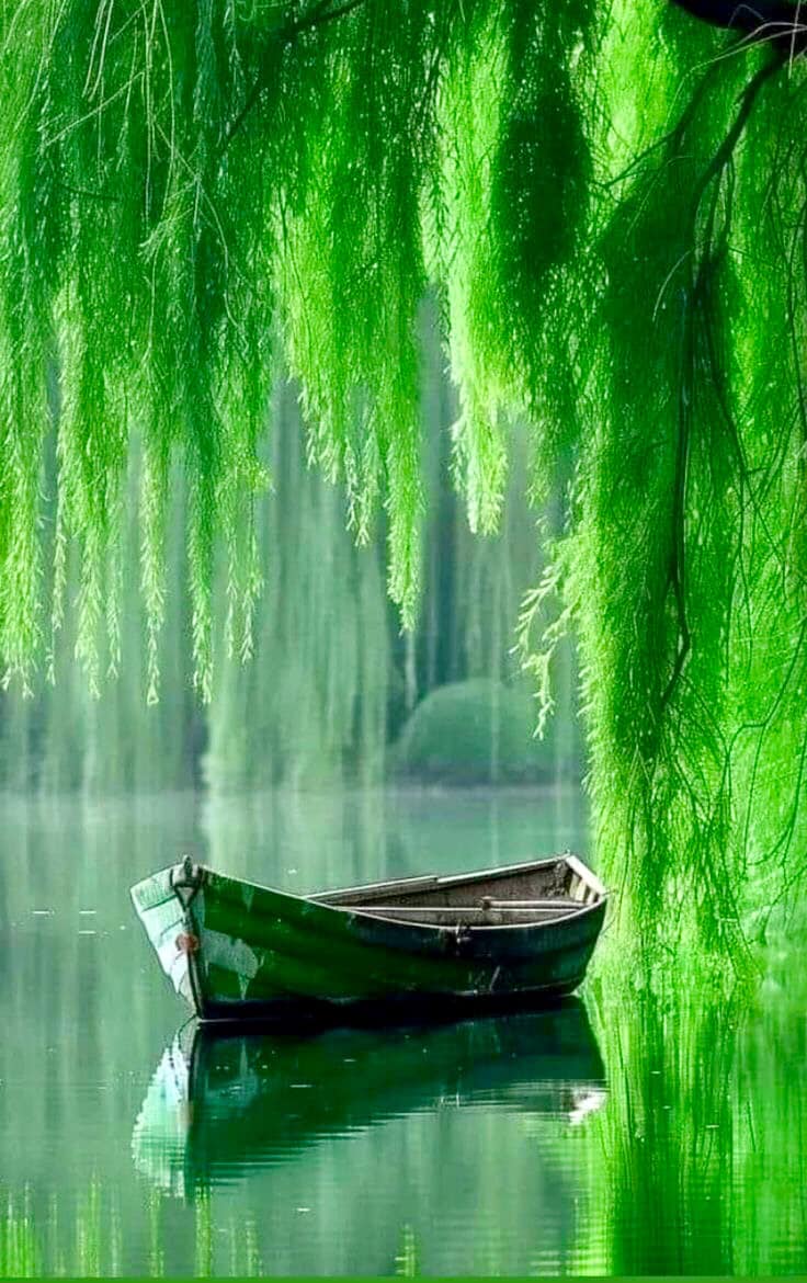 Natural Cute and Bamboo Wallpaper Image (8)