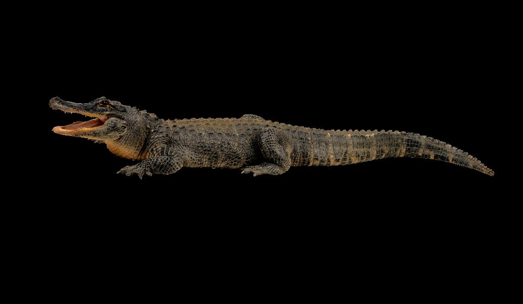 Alligator Animal PNG Image