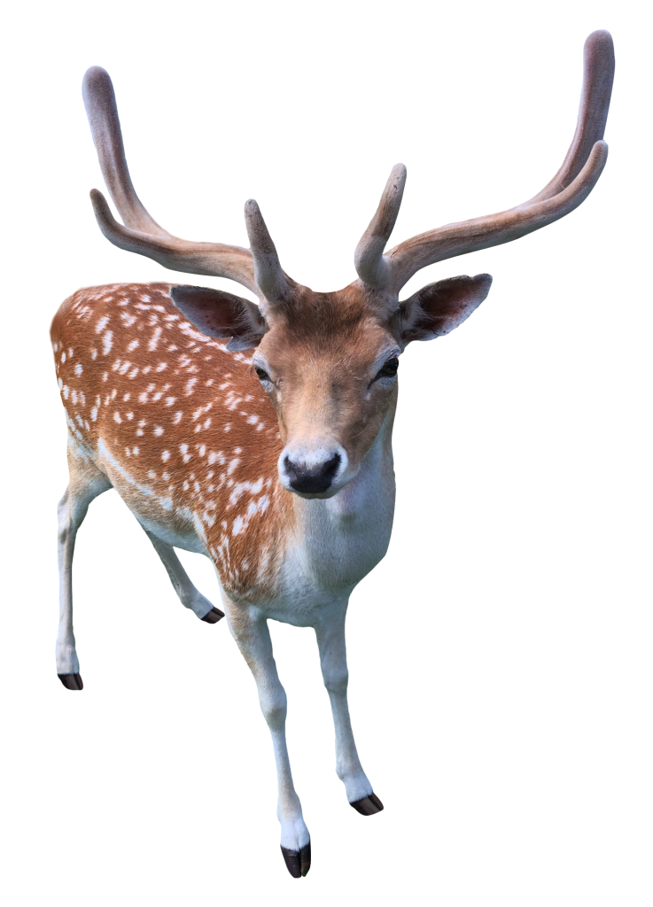 Animal PNG Deer Image