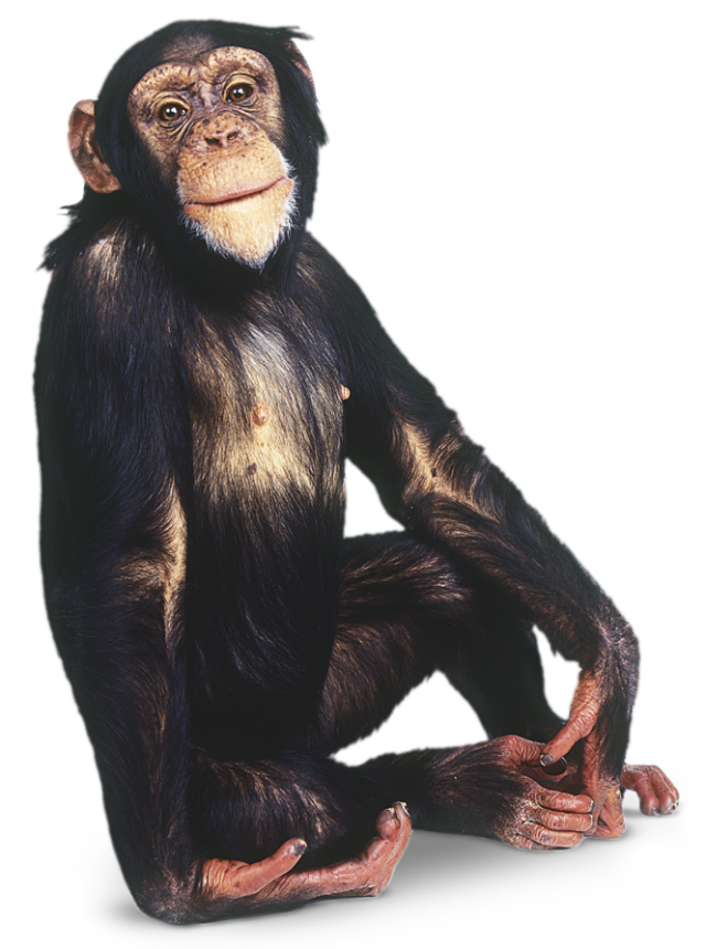 Animal PNG Image (12)