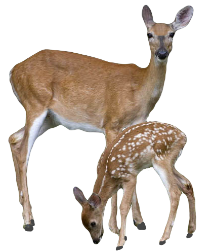 Animal PNG Image 2 Deer