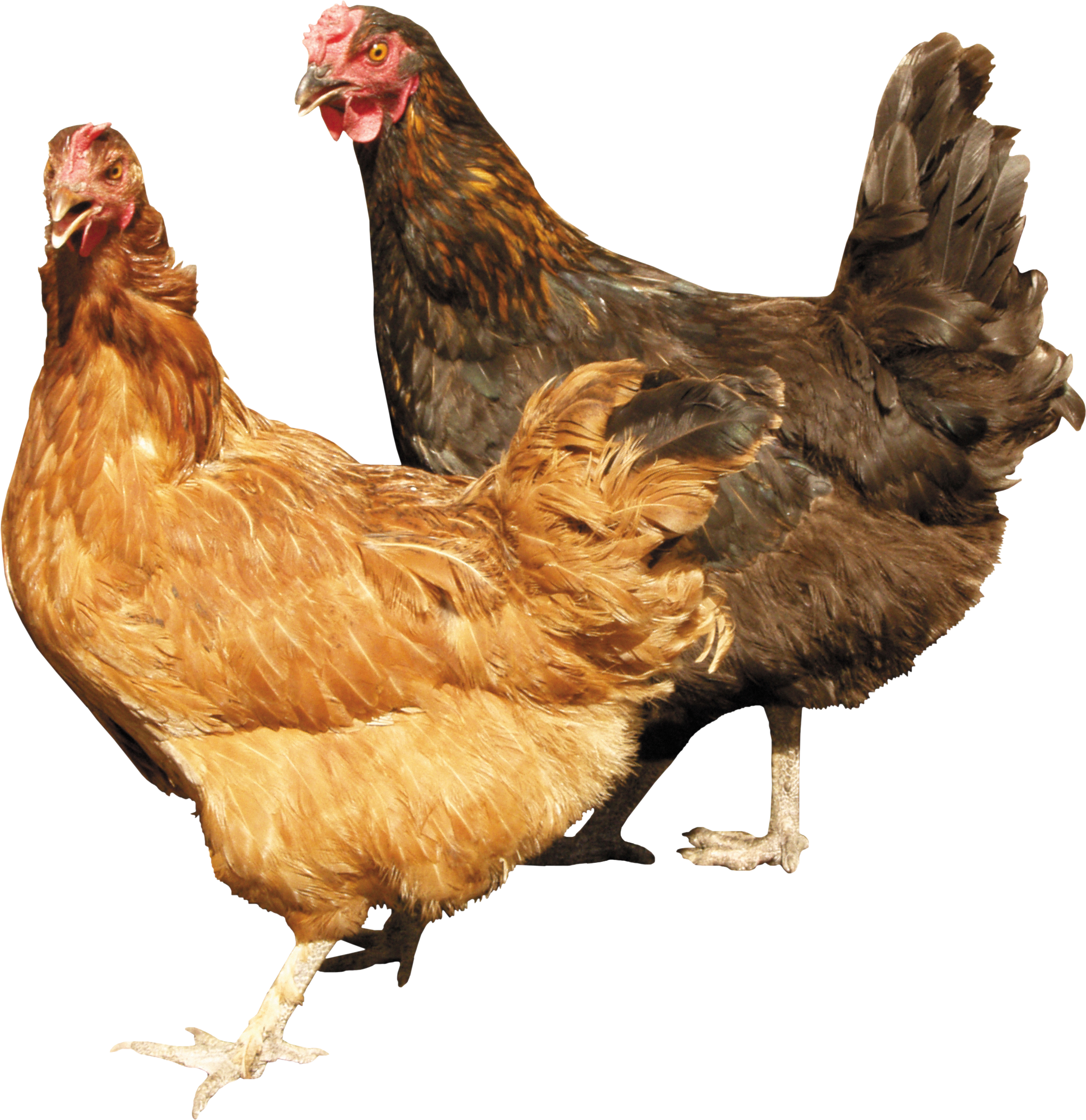 Animal PNG Image 2 Hen