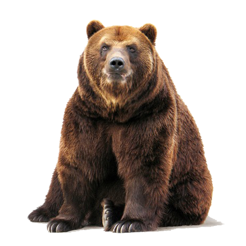 Animal PNG Image Bear Watching