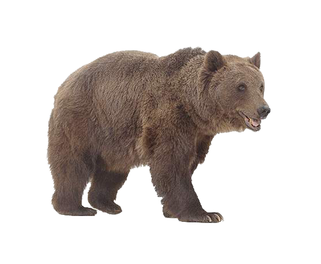 Animal PNG Image Bear