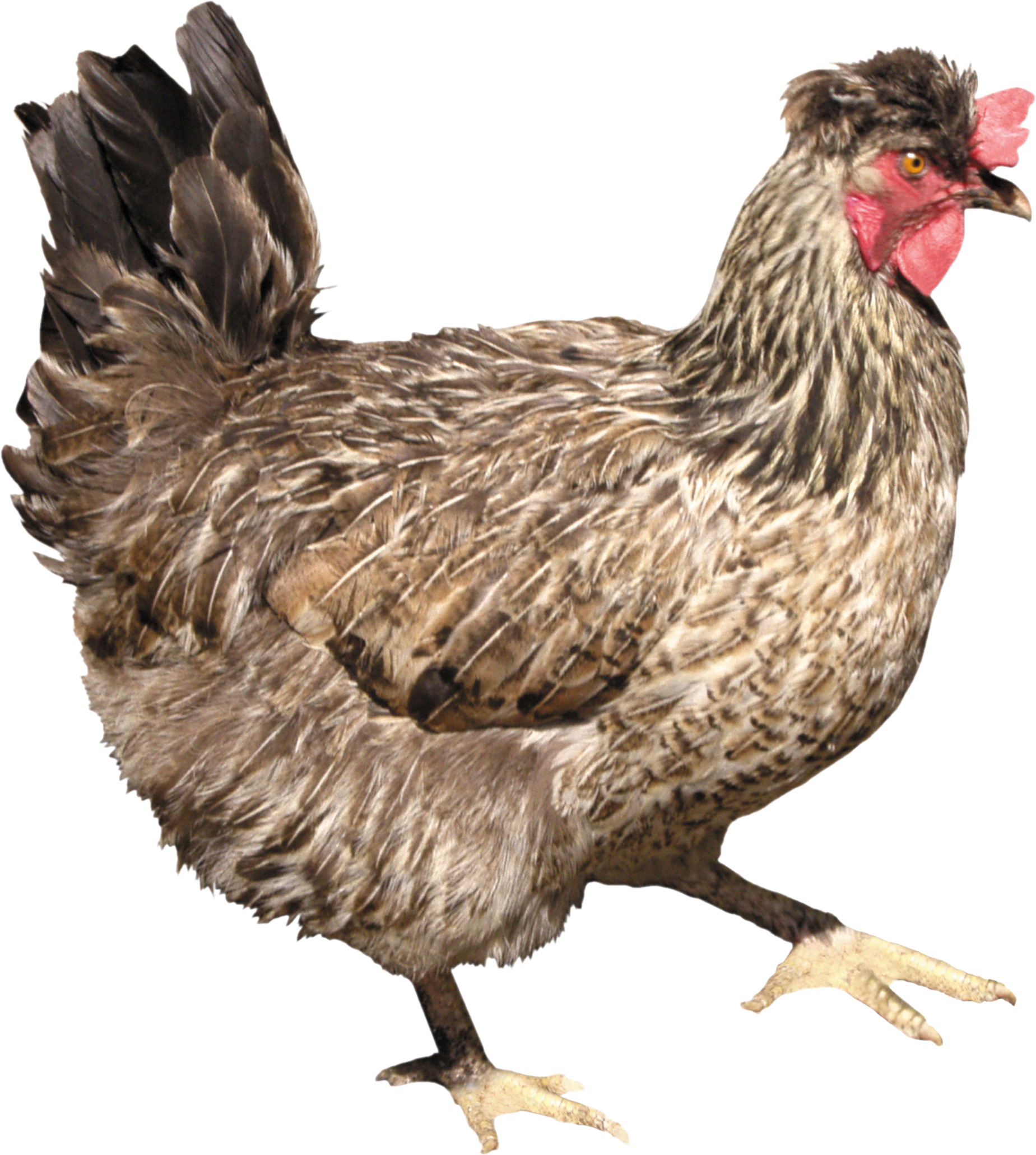 Animal PNG Image Big Hen