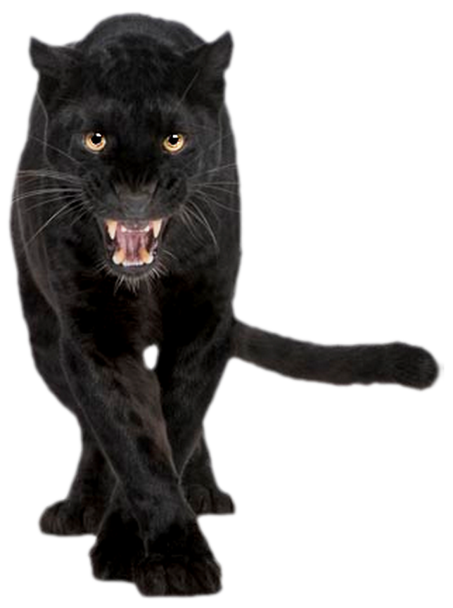 Animal PNG Image Black Panterh