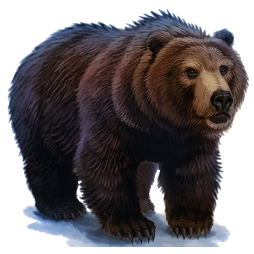 Animal PNG Image Brown Bear