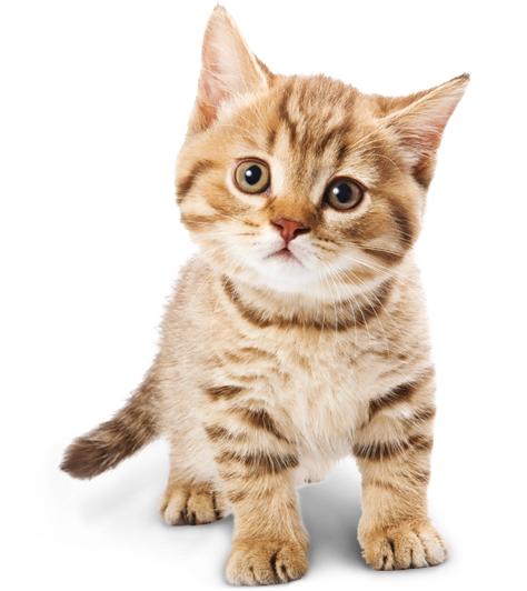 Animal PNG Image Cat Kid