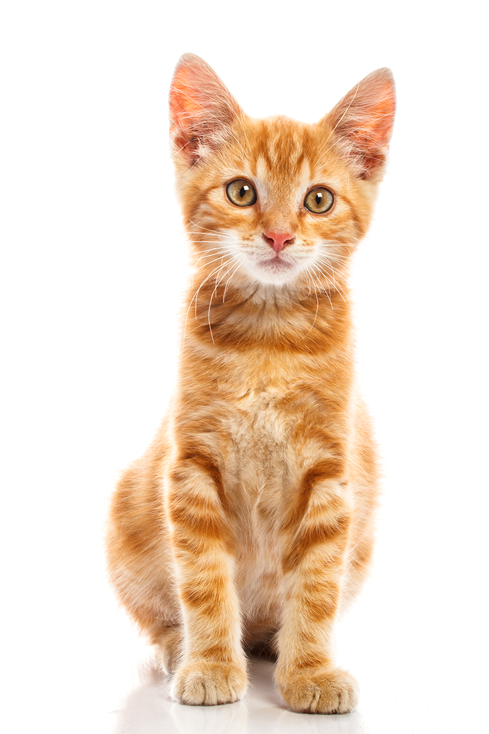 Animal PNG Image Cat Kids