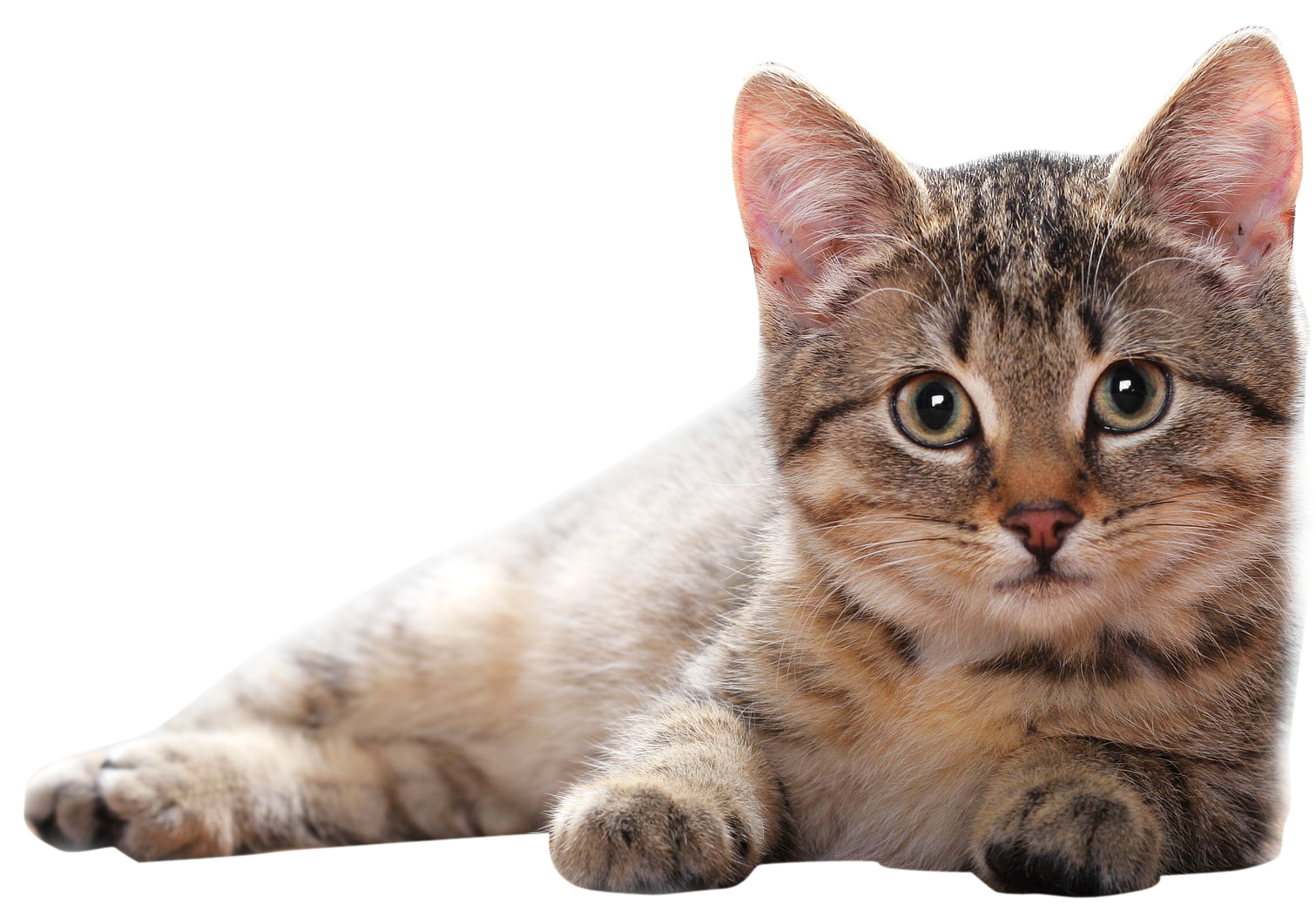 Animal PNG Image Cat on rest