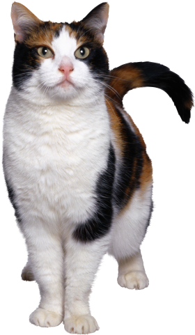 Animal PNG Image Cat