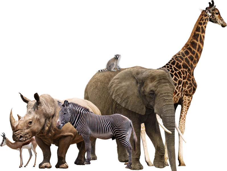 Animal PNG Image Collection