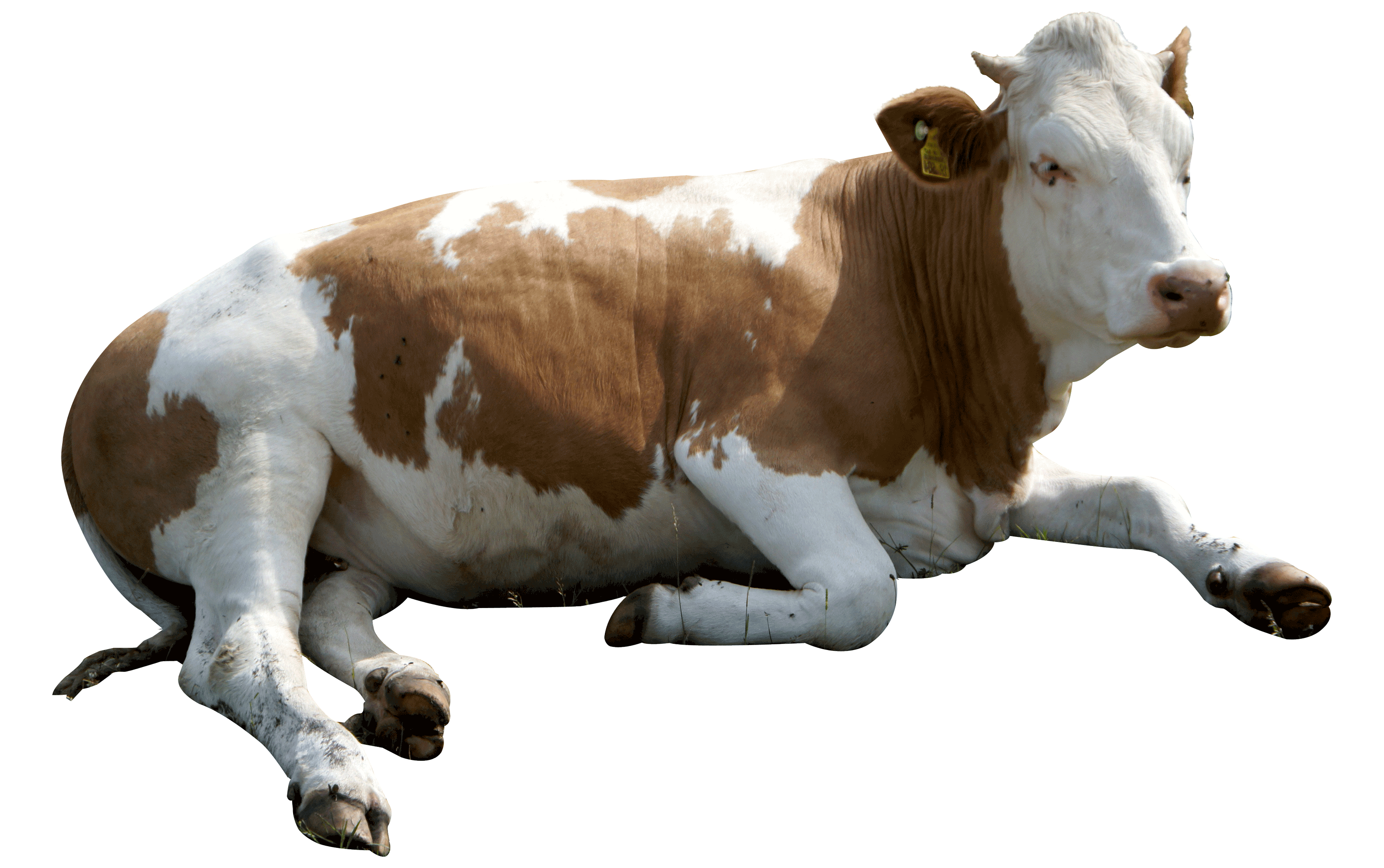 Animal PNG Image Cow Rest