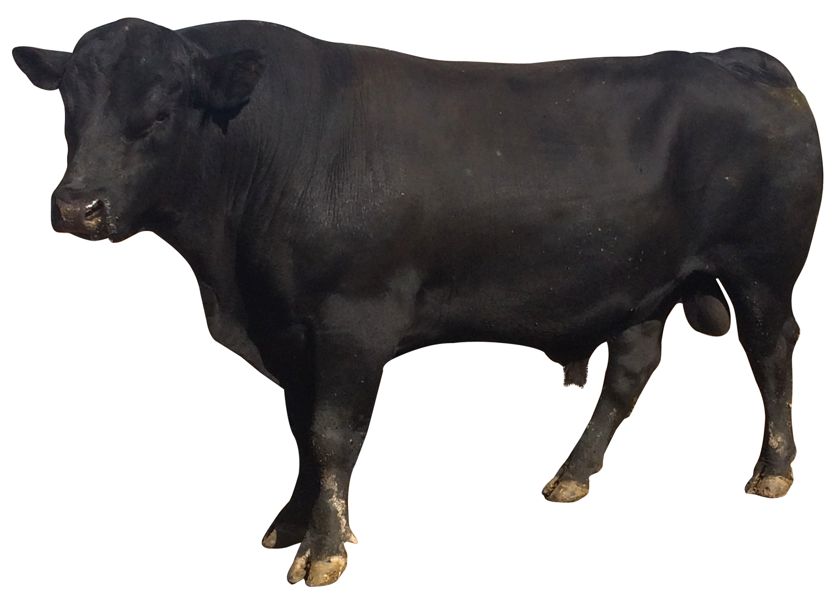 Animal PNG Image Cow