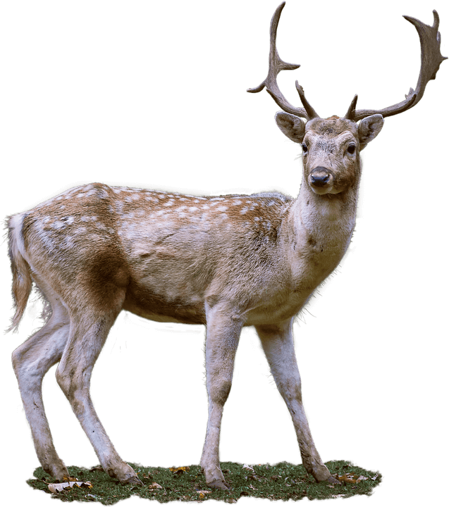 Animal PNG Image Deer Kid