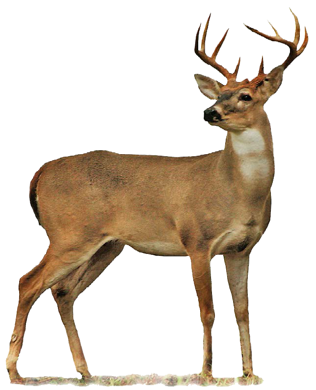 Animal PNG Image Deer