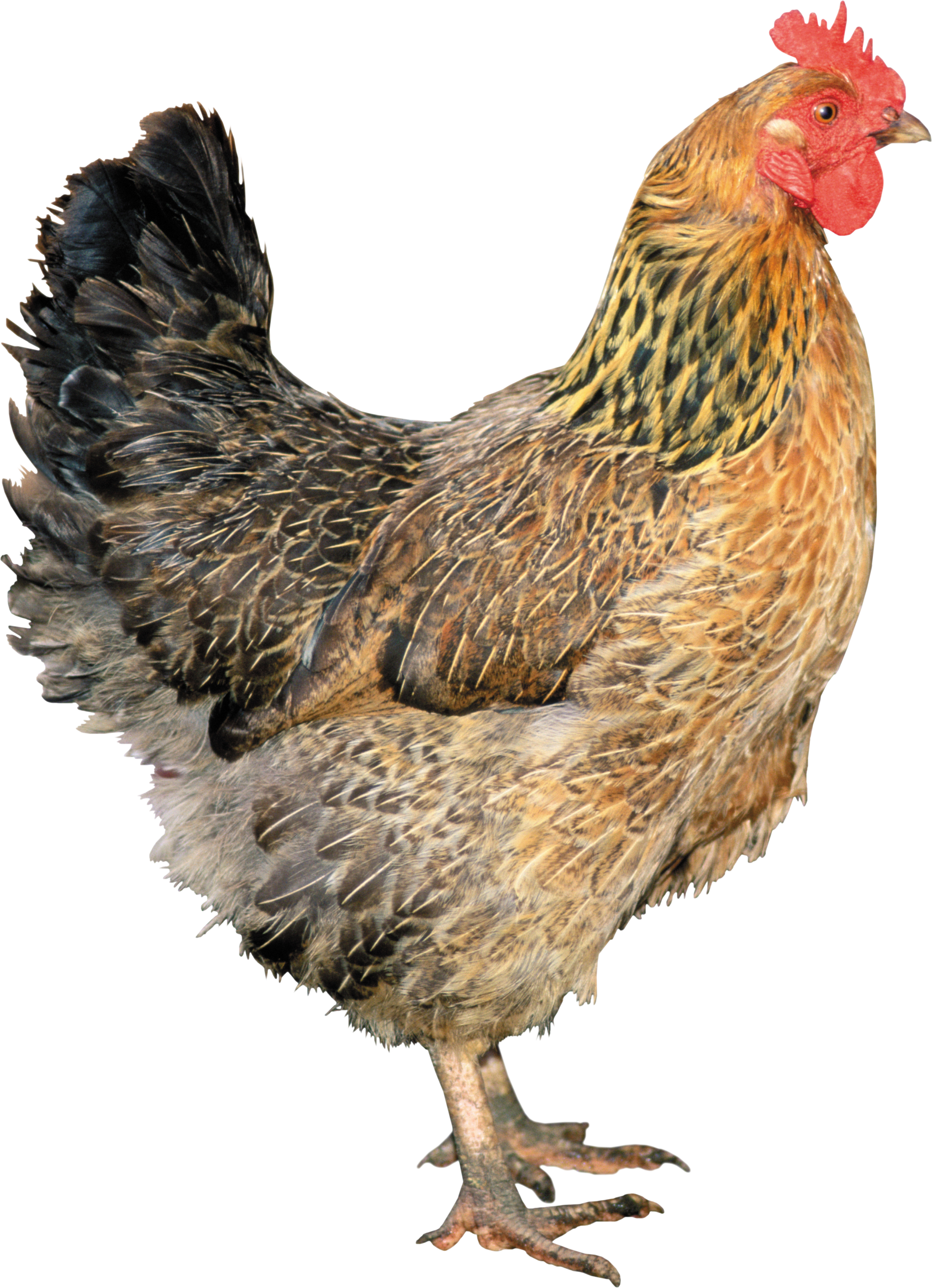 Animal PNG Image Hen