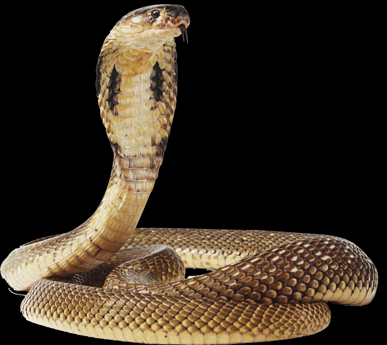 Animal PNG Image King Kobra