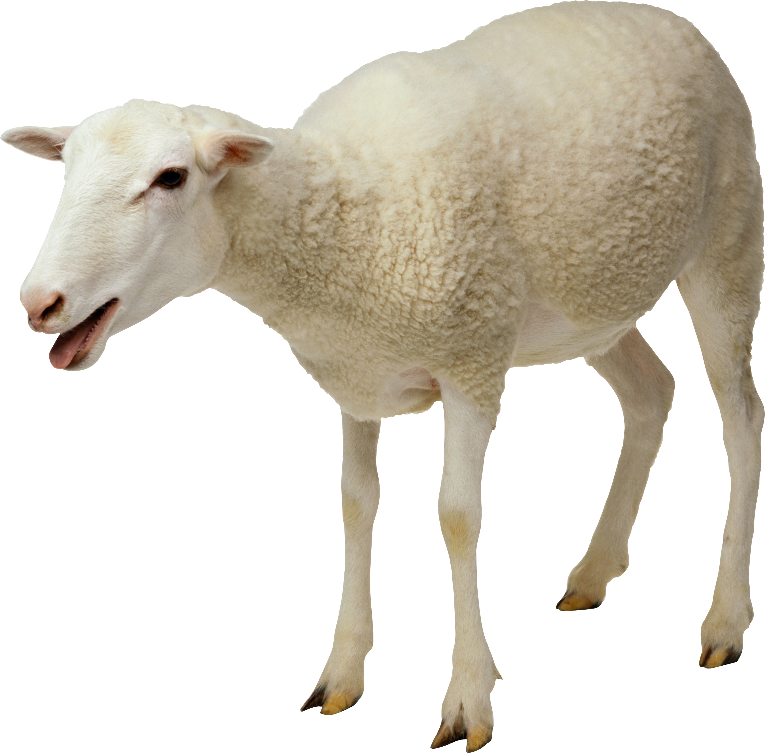 Animal PNG Image Lamb