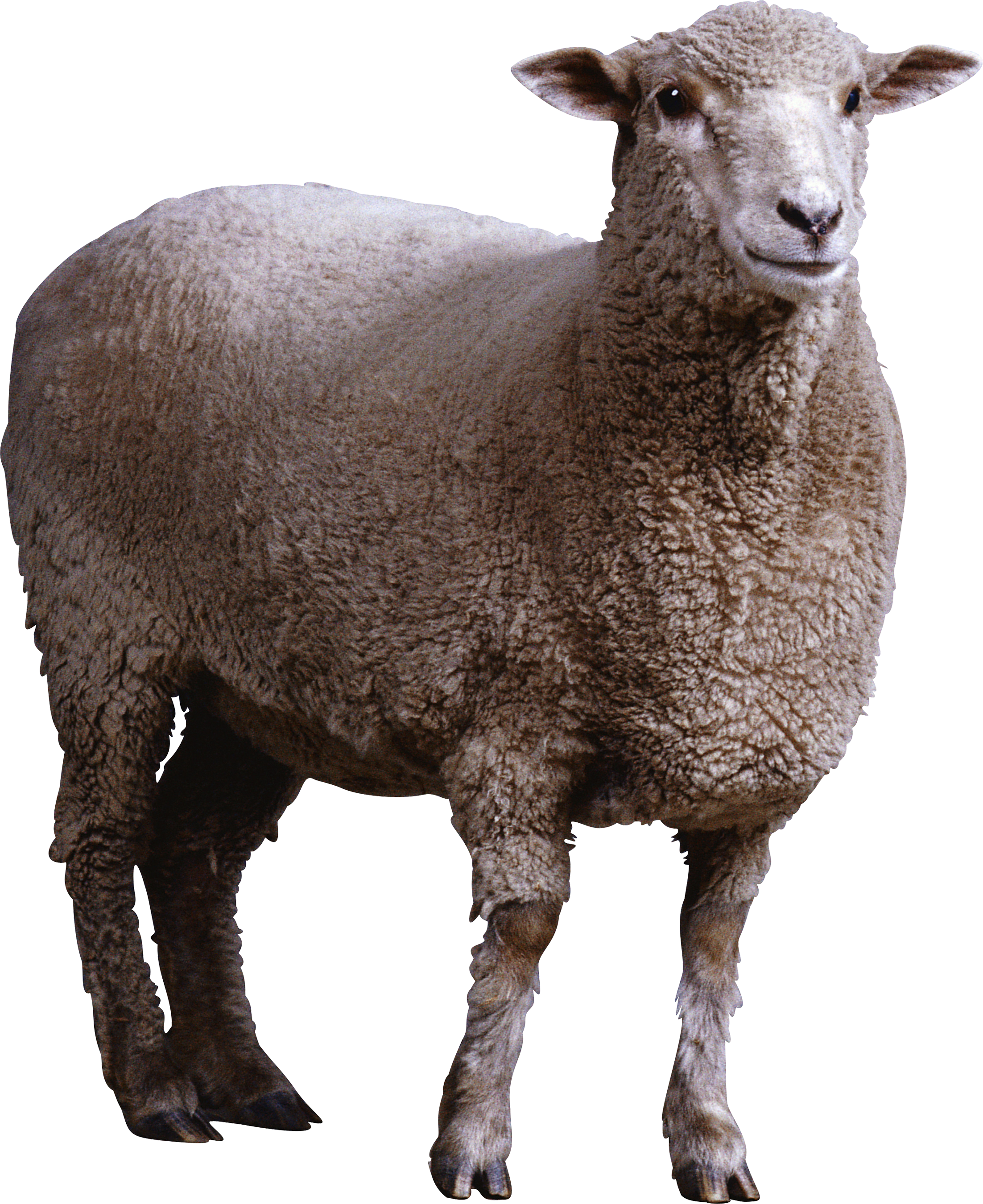 Animal PNG Image Lamp
