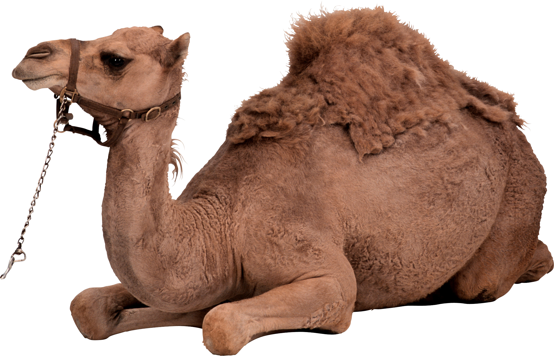 Animal PNG Image of Chamel