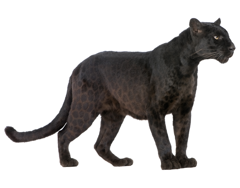 Animal PNG Image Panter