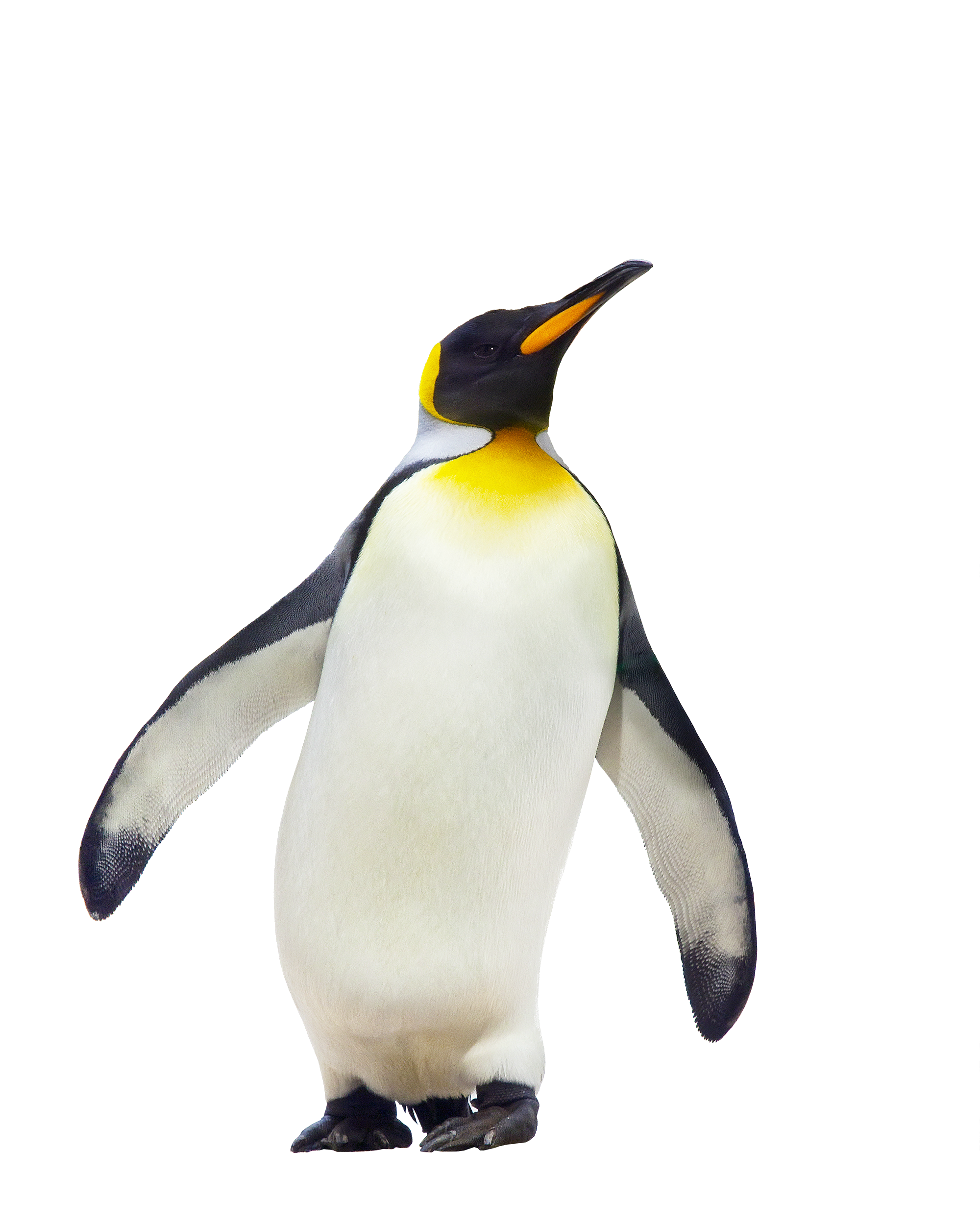 Animal PNG Image Penguin Walking