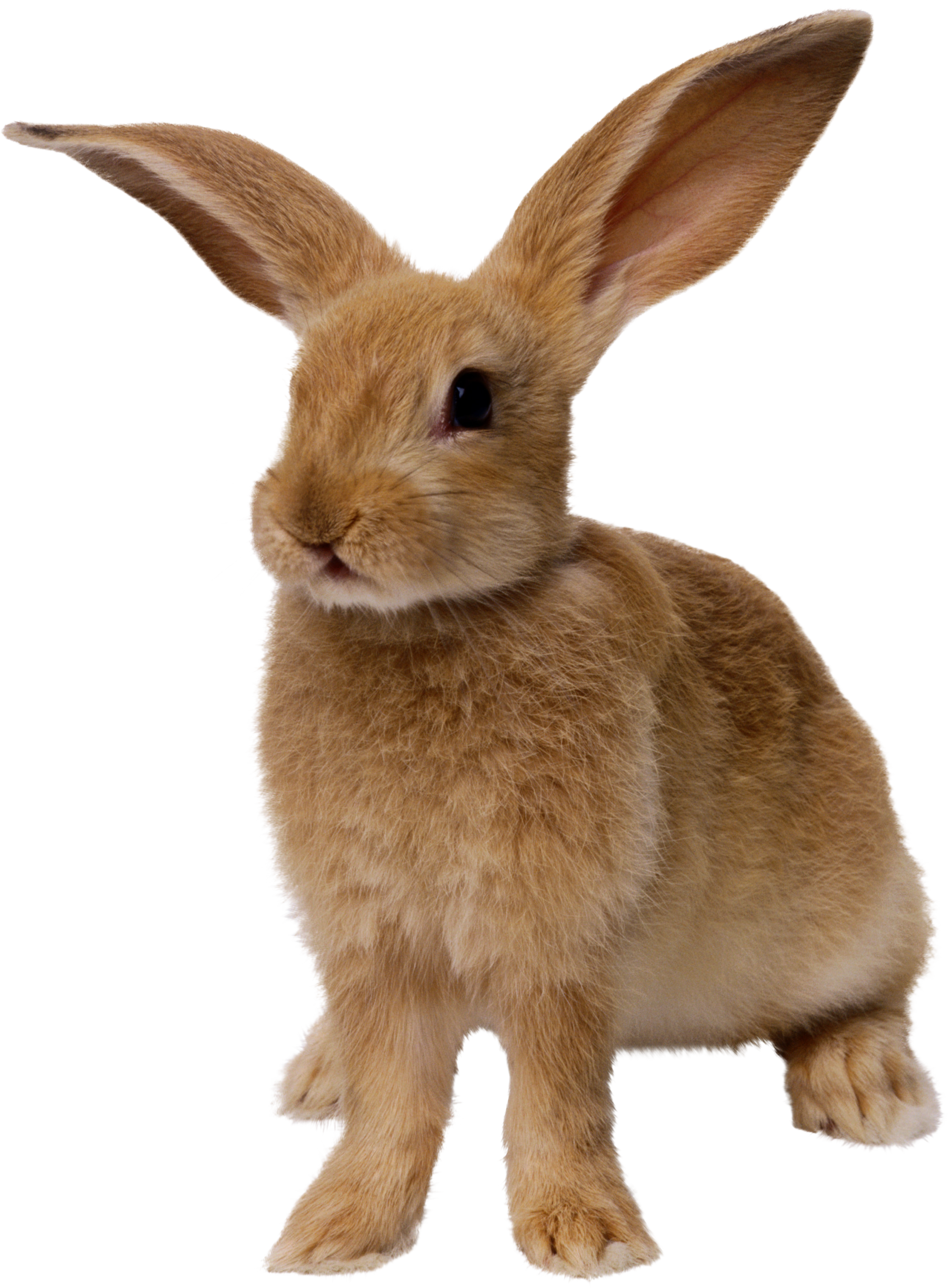 Animal PNG Image Rabbit