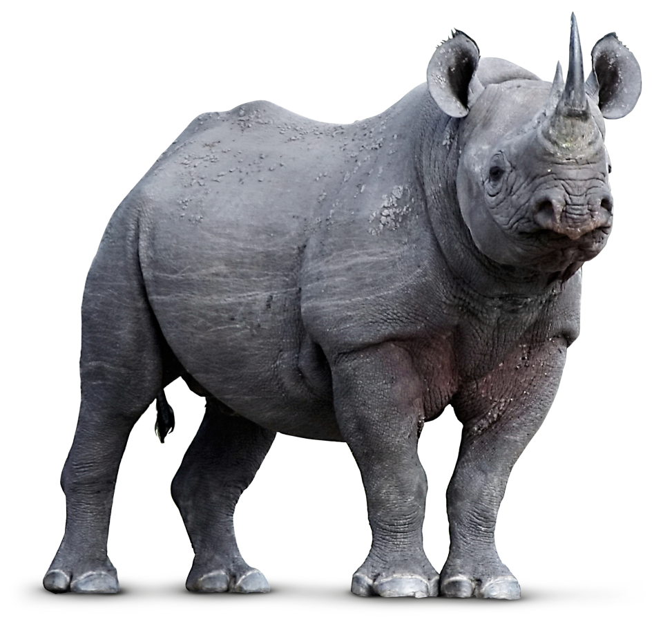 Animal PNG Image Rhino