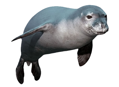 Animal PNG Image Seal