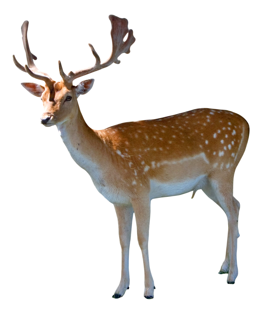 Animal PNG Image Small Deer
