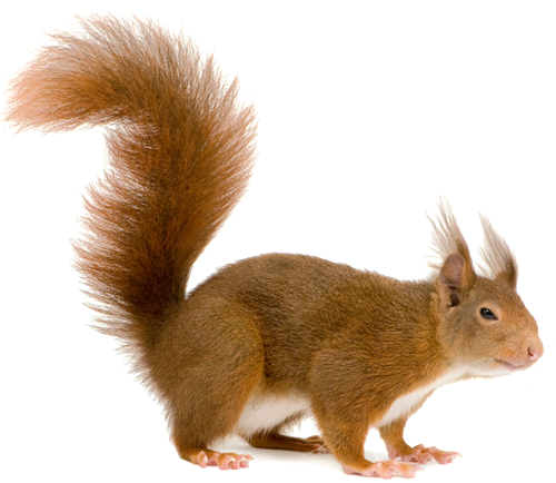 Animal PNG Image Squirel
