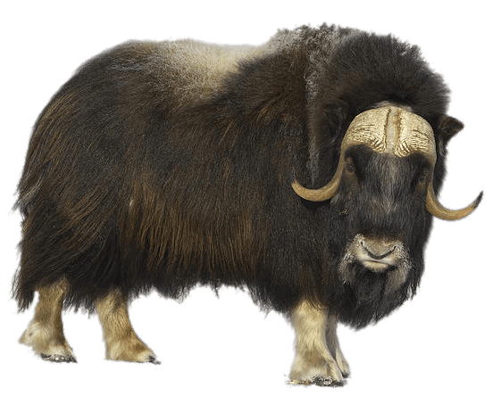 Animal PNG Image Yern