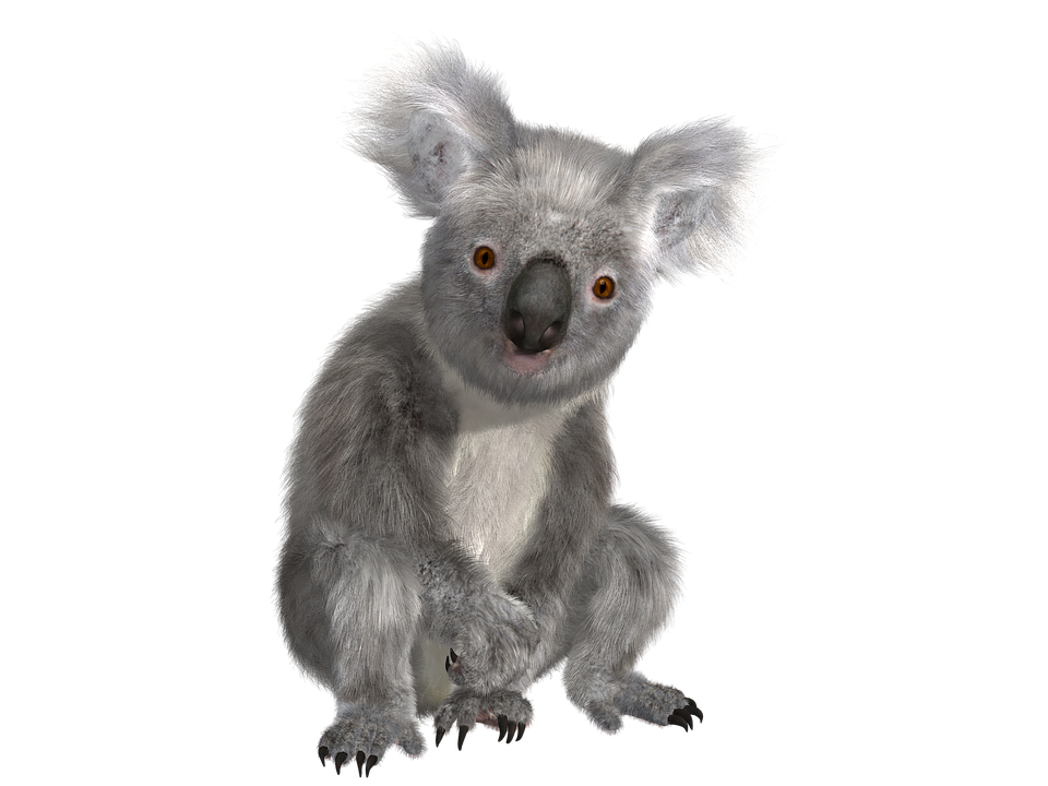 Animal PNG Image