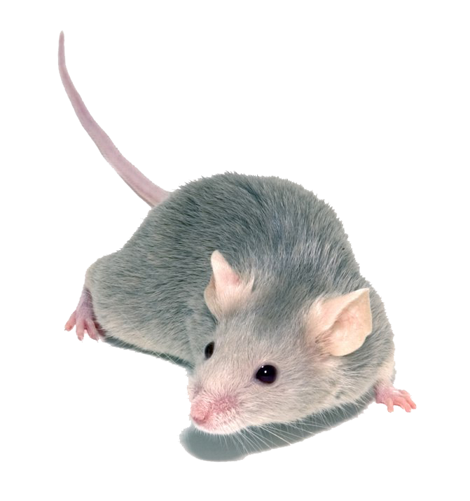 Animal Rat PNG Image