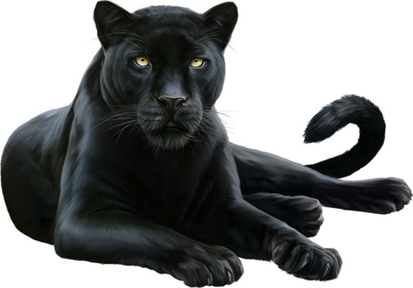 Black Panther Animal PNG Image