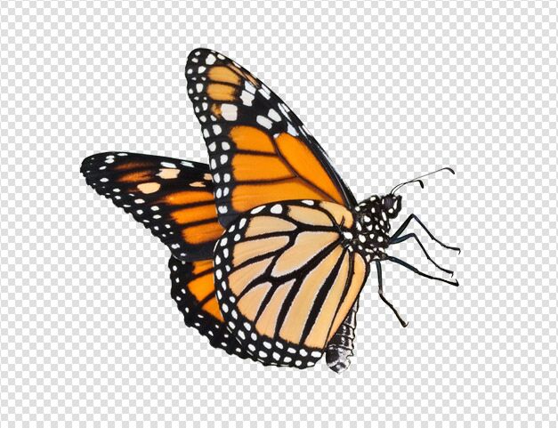 Butterfly Animal Image White Background