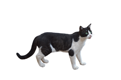 Cat Animal PNG IMage