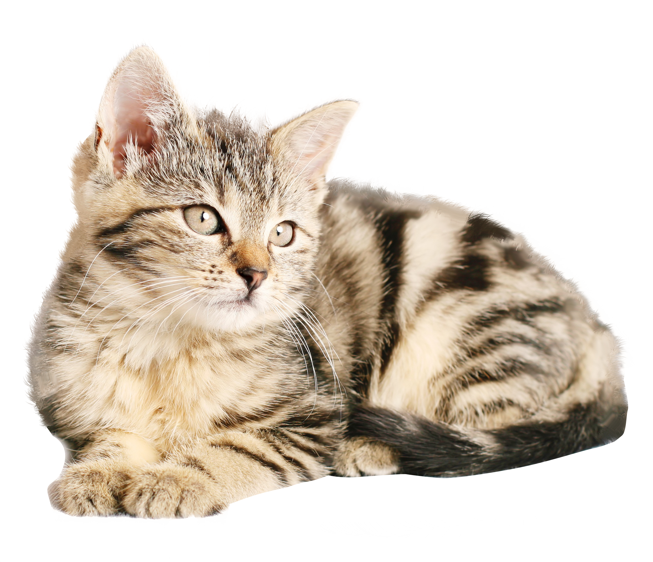 Cat PNG Image