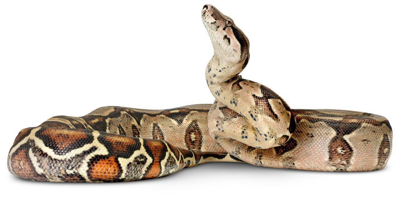 Dangerous Snake Animal Image White Background