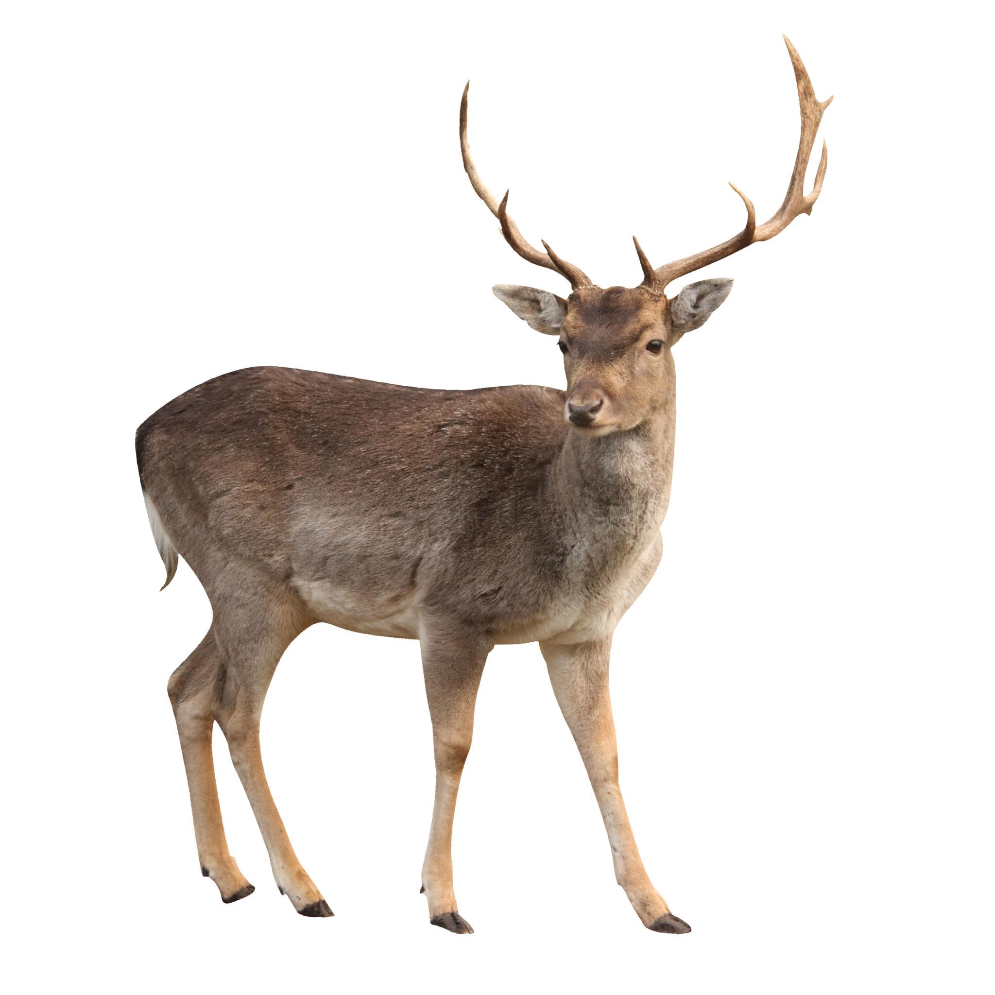 Deer Animal Image White Background