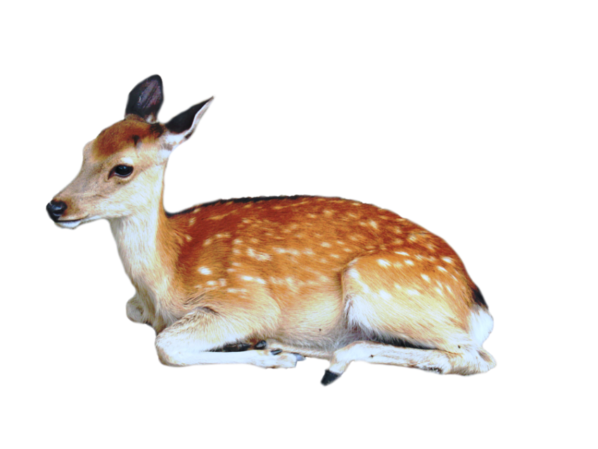 Deer Animal Image White Background