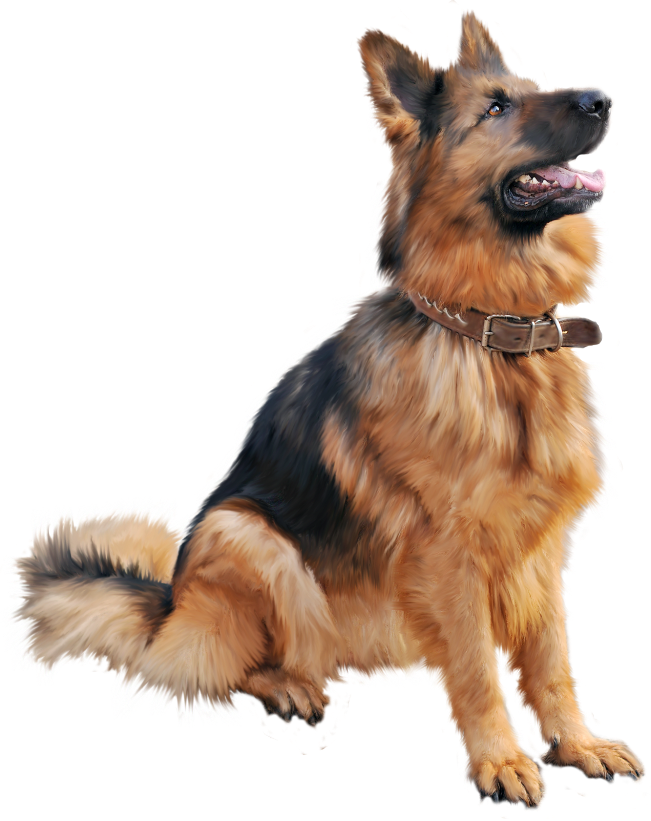 Dog Animal PNG Image