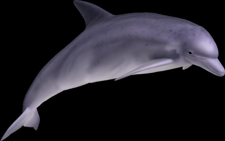Dolphin Animal PNG Image