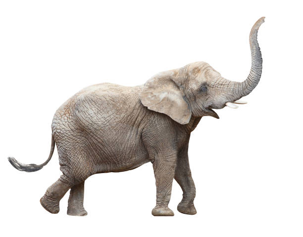 Elephant Animal Image White Background